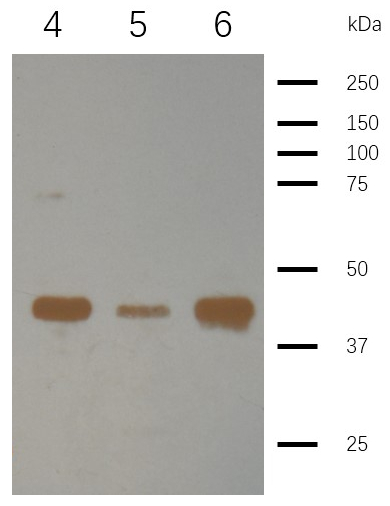 western blot using anti-plant actin, monoclonal antibodies